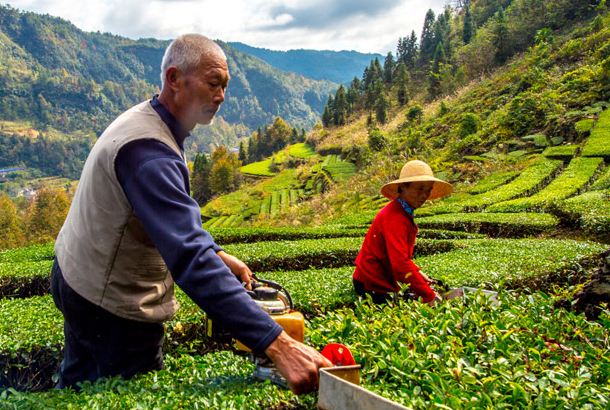 兩片葉子富了一個縣 ——湖南省桑植縣走出知識產(chǎn)權扶貧路