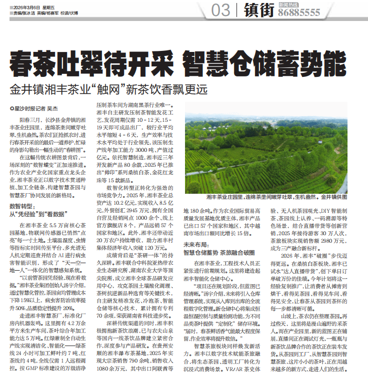 星沙時報 | 春茶吐翠待開采 智慧倉儲蓄勢能 金井鎮(zhèn)湘豐茶業(yè)“觸網(wǎng)”新茶飲香飄更遠(yuǎn)
